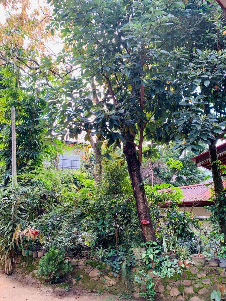 אלה Little Cottage מראה חיצוני תמונה