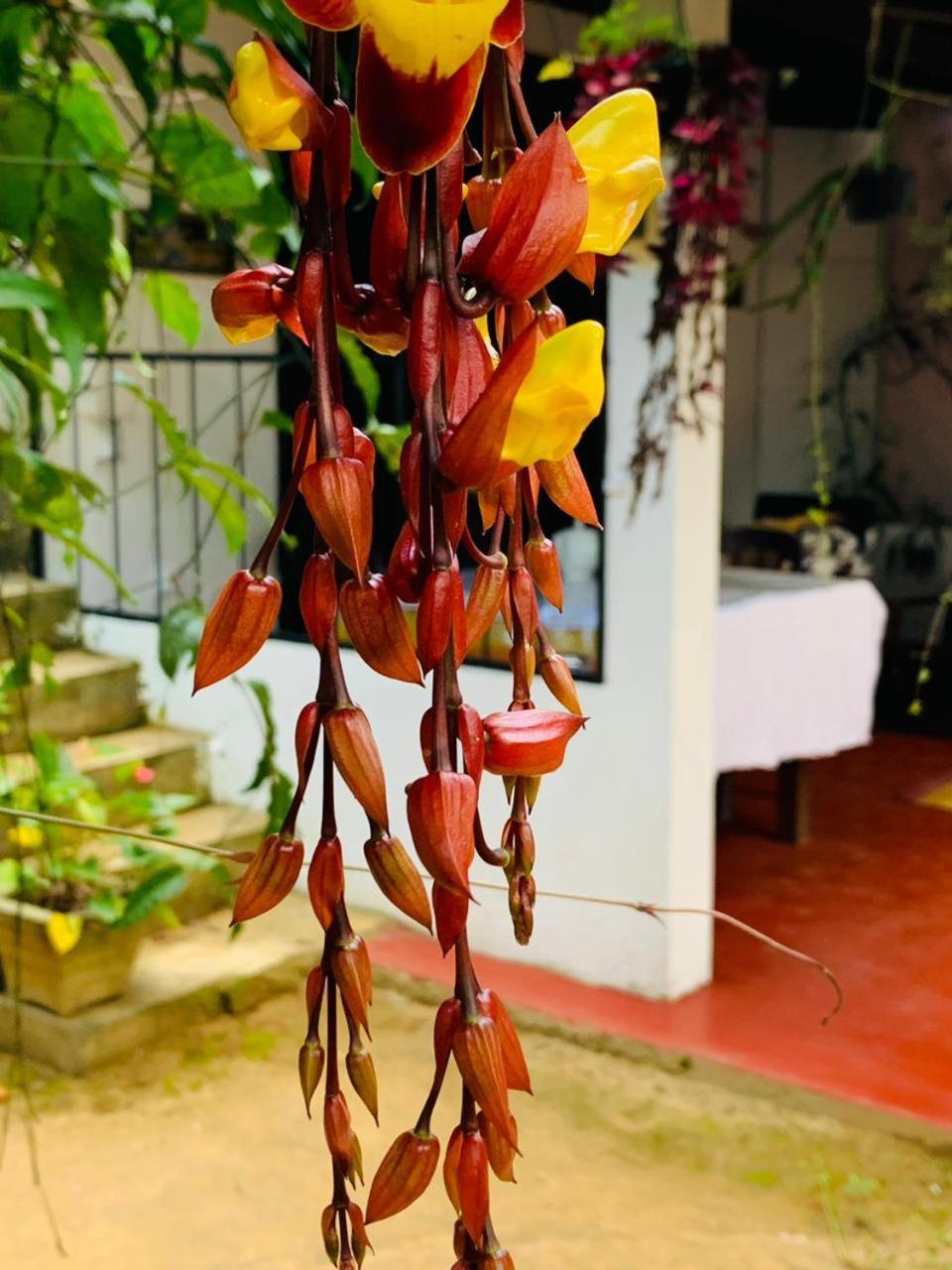 אלה Little Cottage מראה חיצוני תמונה