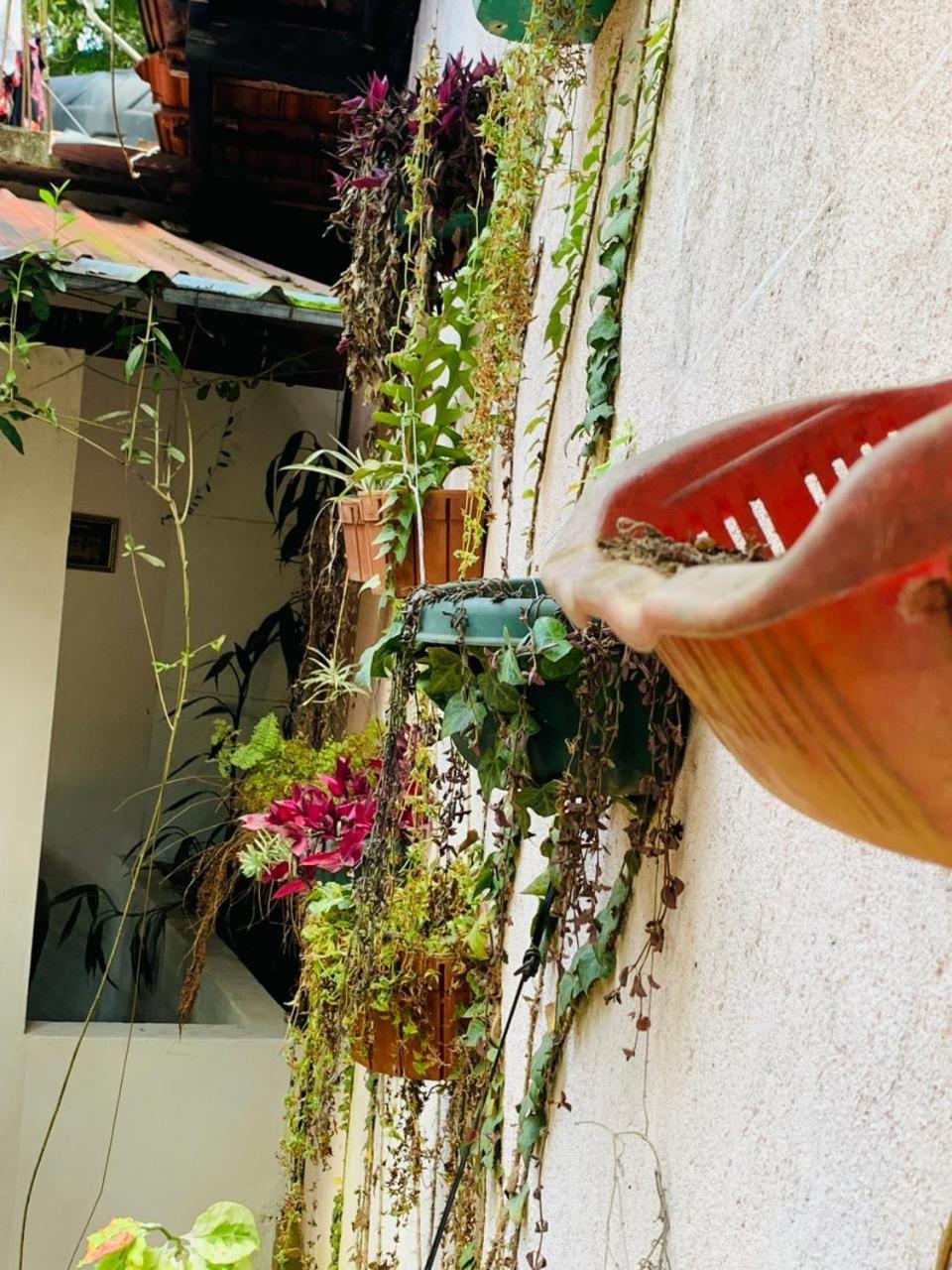 אלה Little Cottage מראה חיצוני תמונה