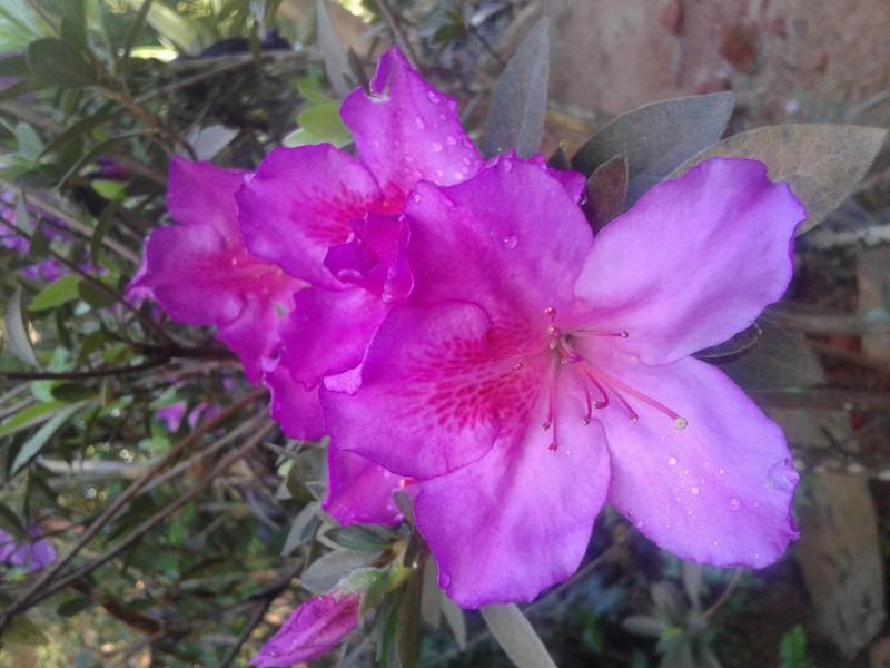 אלה Little Cottage מראה חיצוני תמונה